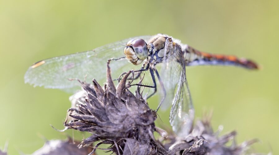 Adieu_pesticides_!_Les_clés_pour_une_gestion_durable_des_nuisibles_dans_votre_maison