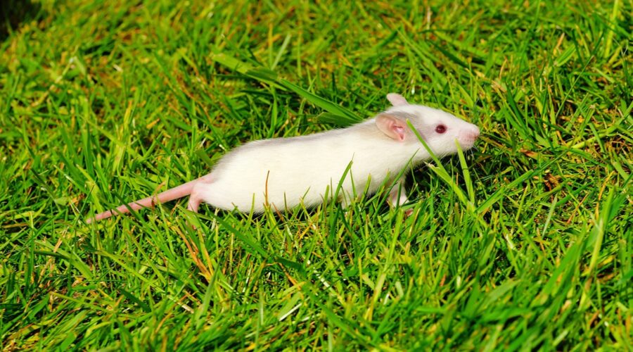 Comment_rendre_votre_maison_rurale_à_l_épreuve_des_rats_?_Guide_de_dératisation