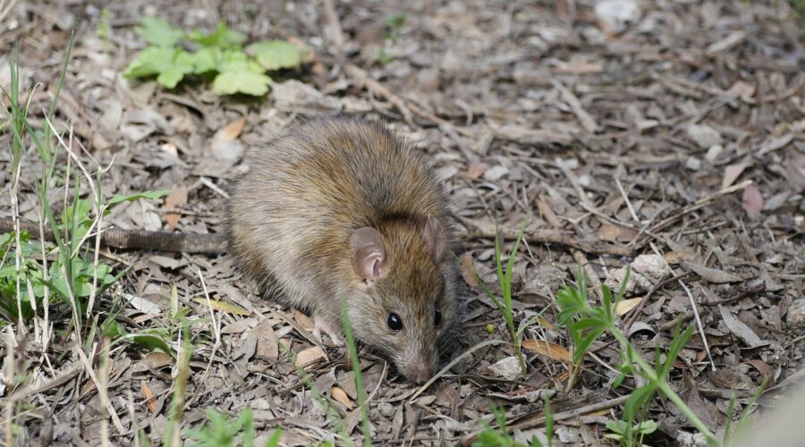 Conseils_Essentiels_pour_l_Élimination_des_Rats_dans_votre_Habitat