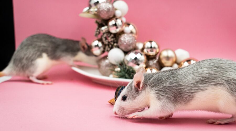 Dites_adieu_aux_invités_indésirables_:_méthodes_de_traitement_anti_rats_pour_votre_maison