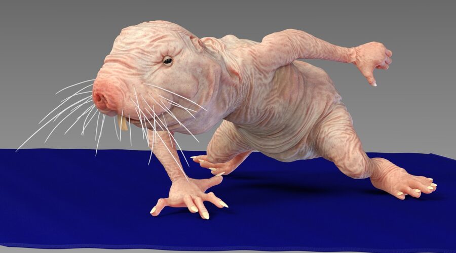La_prévention_des_rats_à_la_maison_:_Les_meilleurs_conseils_pour_une_maison_sans_nuisibles_