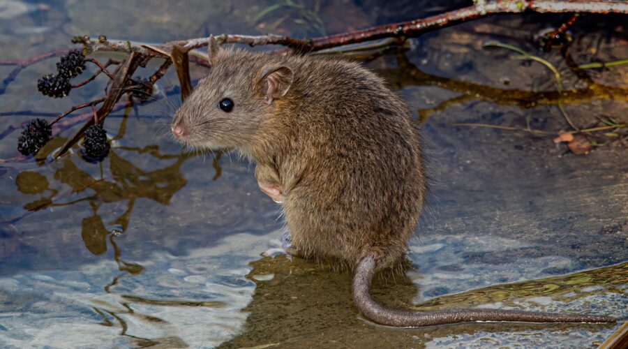 Protégez_votre_maison_contre_l_infestation_de_rats_:_nos_meilleures_stratégies
