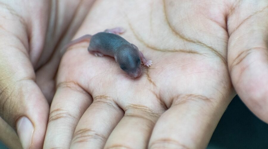 Signes_d_infestation_de_rats_à_la_maison_et_solutions_de_dératisation_pour_les_propriétés_privées