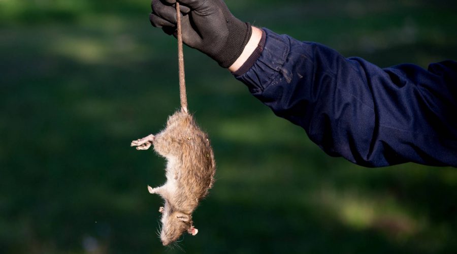 tuer rat avec du sel