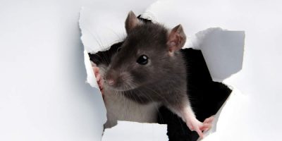 Les méthodes les plus efficaces pour tuer les rats