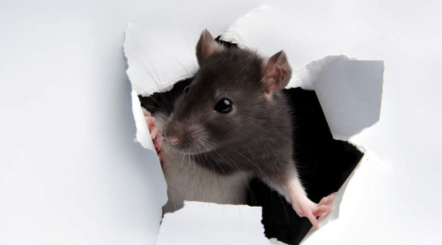 Les méthodes les plus efficaces pour tuer les rats